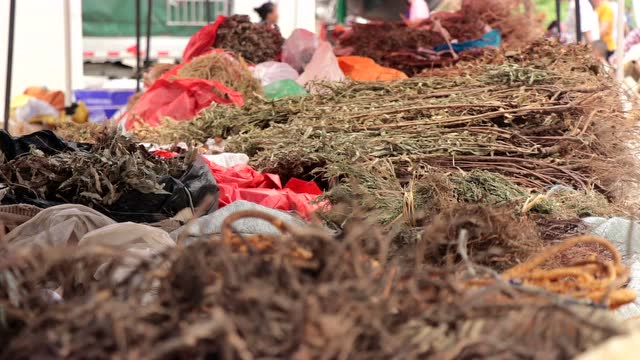 客家草药·黄花蜜菜