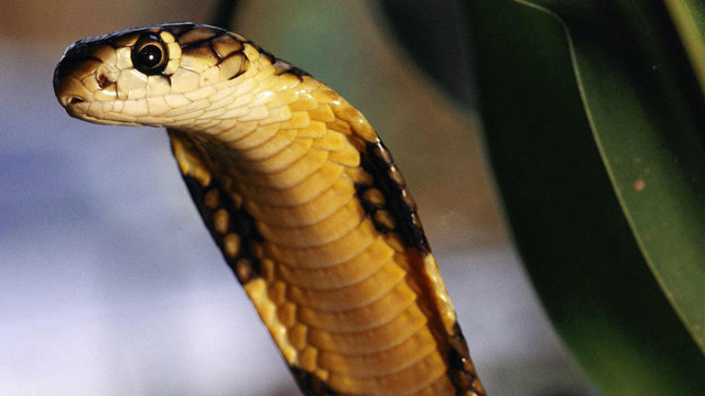 当毒辣的眼镜蛇遇到螃蟹的时候,你猜结果怎么样