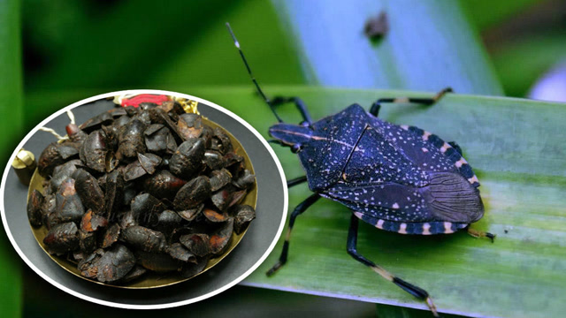 农村最讨厌的一种虫子,奇臭无比,价格却高达400元一斤