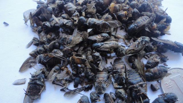 这种"牛蚊子",在牛背上很常见,如今300块钱一斤