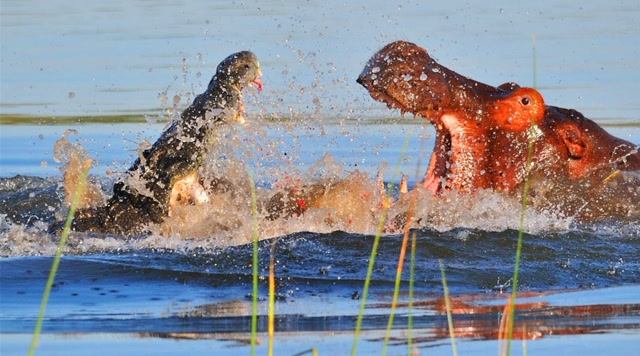 凶悍的鳄鱼对战强大的河马,谁才是河流之主?场面十分壮观