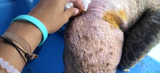 心疼!海龟卷入螺旋桨后脑袋差点裂成两半!