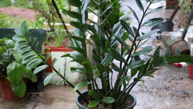 十全大补树图片,图片_大山谷图库