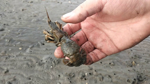 赶海:滩涂上这种蝼蛄虾,十分的美味,很多人错把它当做皮皮虾!