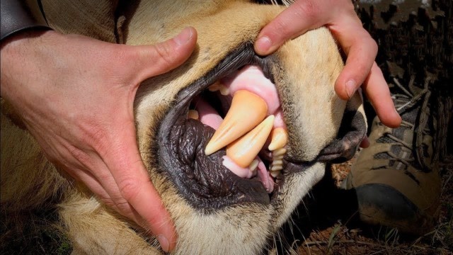 原来兽医这样给野生狮子看牙,隔着屏幕都一身冷汗,镜头拍下全过程