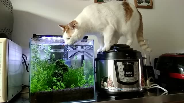 我家猫喝鱼缸里的 水2