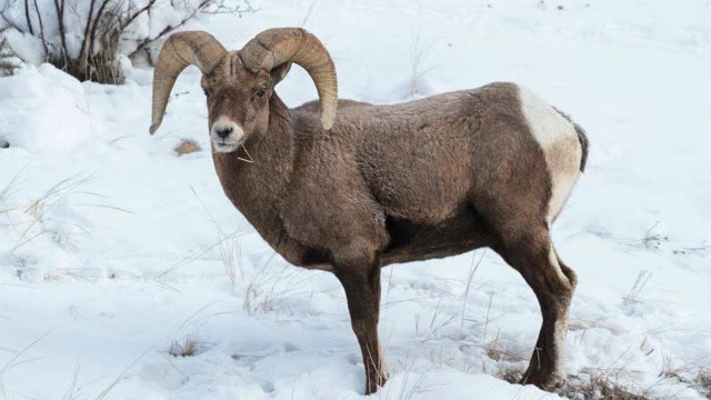 大角羊在雪山上为血统而战,争夺霸主