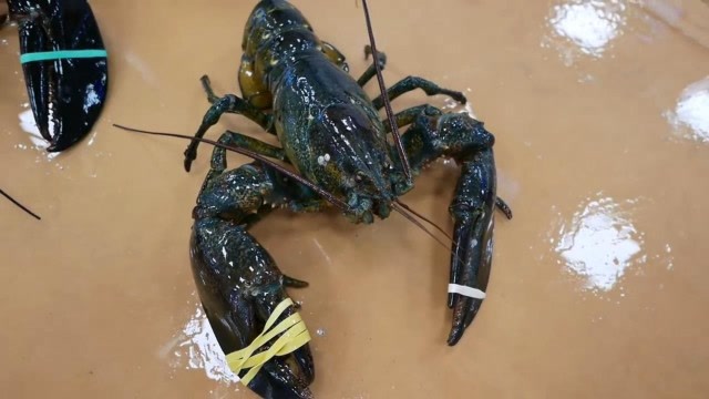 吃海鲜我就服韩国人,八斤重的波士顿龙虾直接生吃!