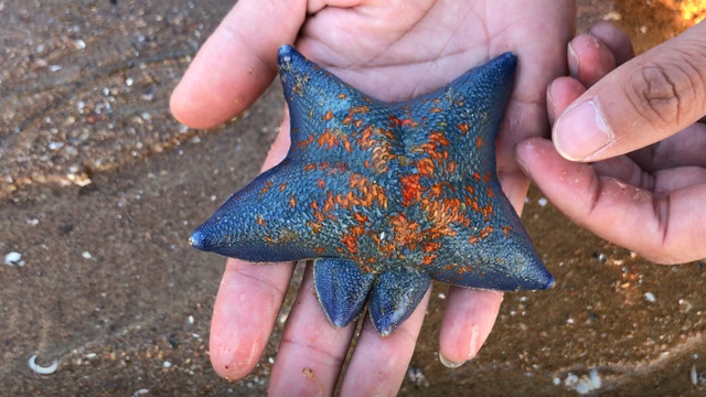 六个角的海星还是第一次见!小斗去海边给粉丝捡海星时捡到了它