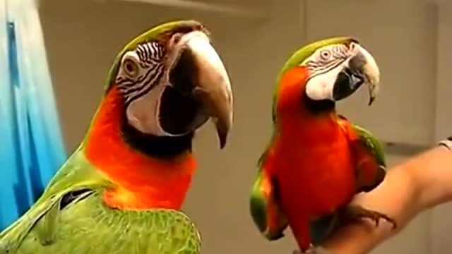 鹦鹉说话视频大全 鹦鹉学说话