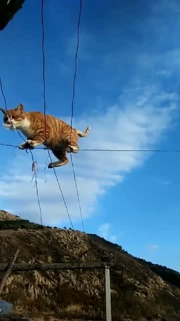 了解会走钢丝的猫吗?这样的技术你们了解吗?