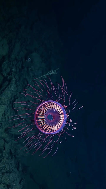 烟花水母太美了