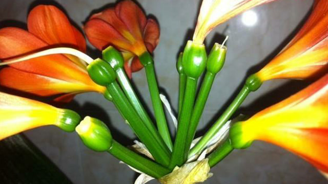 君子兰如何授粉易坐果?用品质好雄蕊给雌花蕊点播授粉,保遗传基因