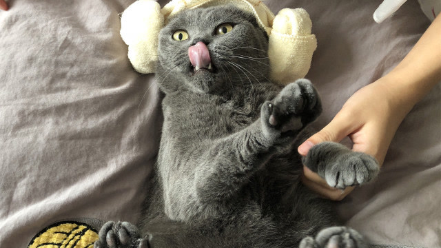 猫咪也可以敷面膜?戏精主人给猫做美容