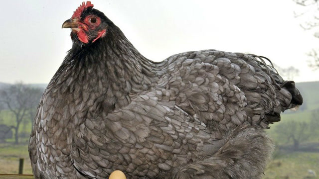 世界上最大的鸡,到底有多大呢?涨见识了