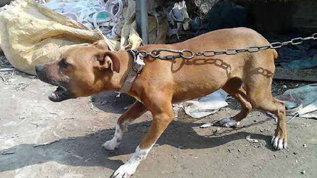 比特犬当街咬死流浪犬,看了之后决定再也不要养了 可怕
