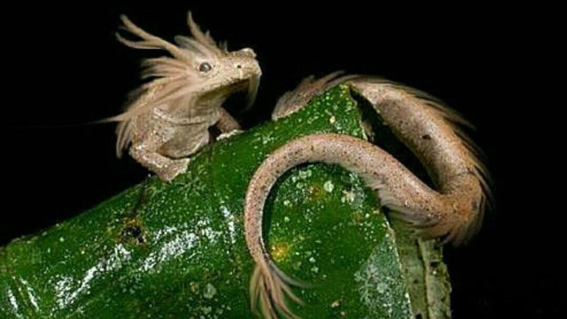 这种生物长得最像龙,已被评为"极度濒危动物",你听说过吗?