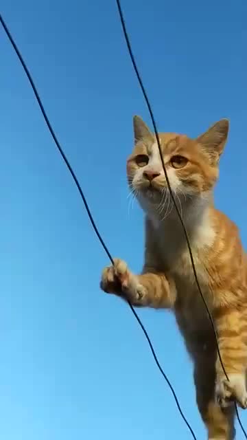 猫咪走钢丝,这真是一种无所不能的动物