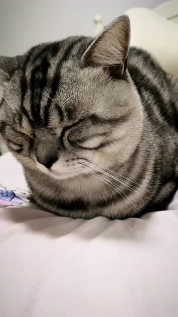 天冷了,喵星人揣手手的样子太可爱了,网友:血槽空了!