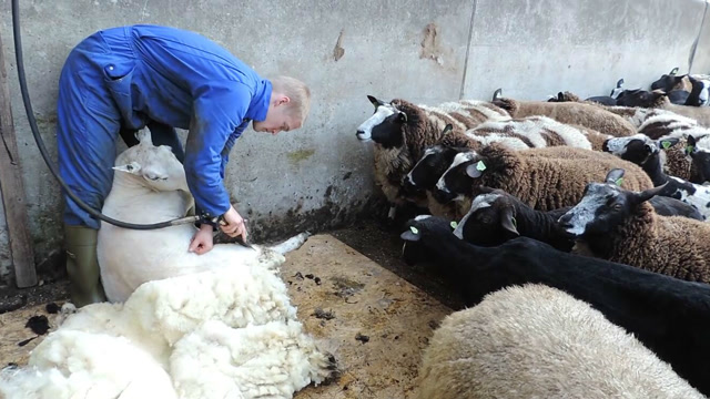 国外小哥给绵羊剃羊毛,被剃光毛的绵羊真滑稽,这次真是开眼界了