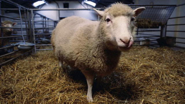 人类第一只克隆羊"多莉",如今过得怎么样了?看完有点不敢相信