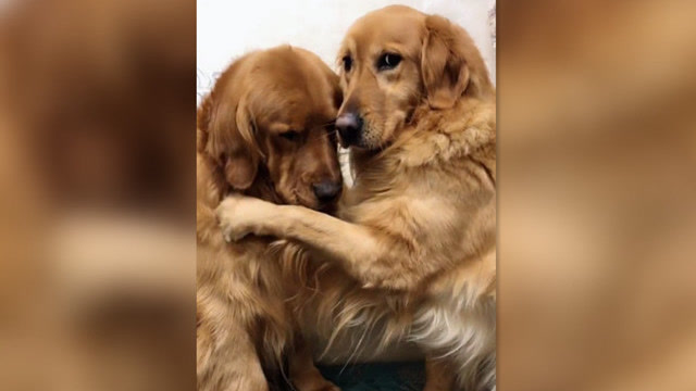 金毛欢欢伤心,主人要妞妞和大欢抱一下,妞妞上去就挠,心疼大欢!