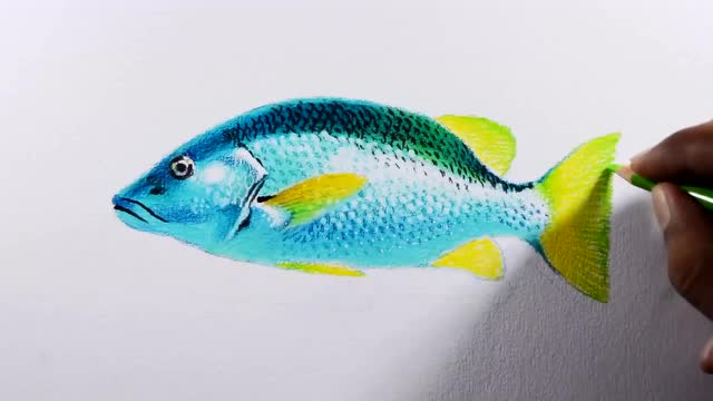 彩铅画鱼绿色的