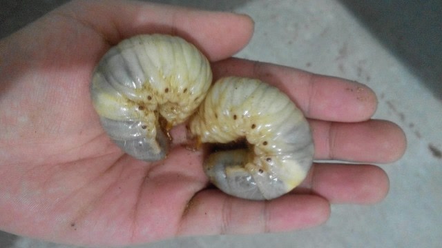 1分钟看完大力神独角仙从卵蜕变到巨型成虫的全过程