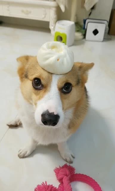 柯基犬一看到肉包子眼睛都亮了,主人这是人家的最爱!