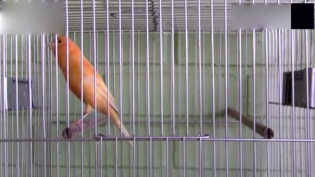 芙蓉鸟的叫声,这叫声就像楼下电车的警报声!