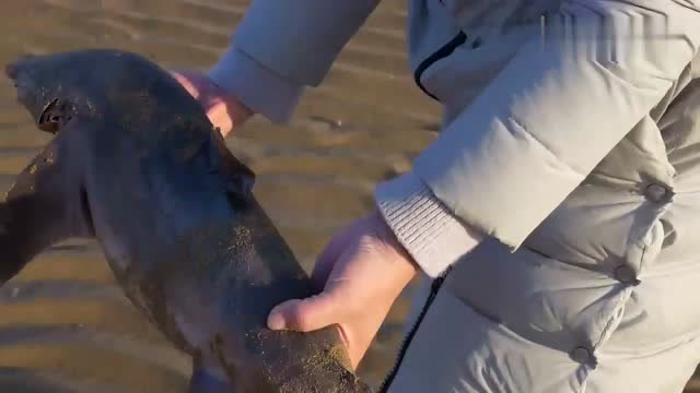 赶海:农村大姐海边赶海,遇到一条小鲨鱼,直呼对不起
