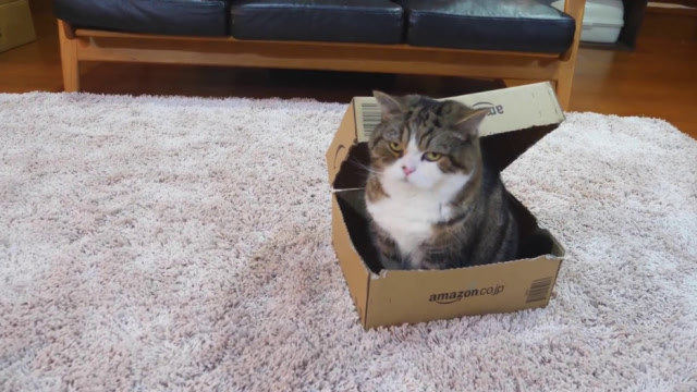 猫咪在鞋盒里睡觉,结果它的小伙伴一屁股坐了上去,这酸爽