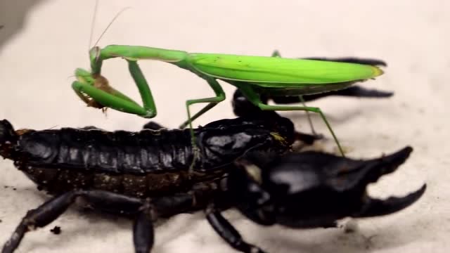 蝎子大战螳螂, 蝎子一下就拿下了它,网友:蝎子还没有用毒呢
