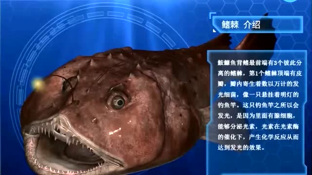 鮟鱇鱼又叫琵琶鱼因为它们头上顶着一盏灯笼又叫灯笼鱼