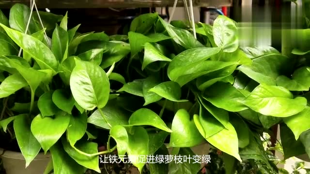 "硫酸亚铁"不利绿萝生长,改用它就能解决"后顾之忧"