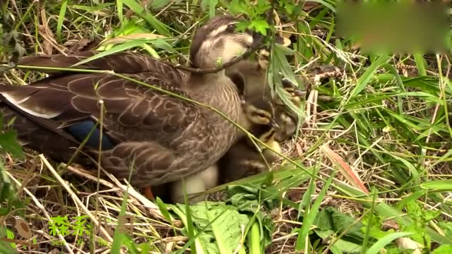 野生鸭子抱窝你见过吗?这个草丛里,有蛋有小鸭子!