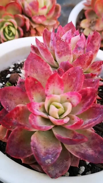 红鹤/丝绸面纱 景天科拟石莲花 多肉植物