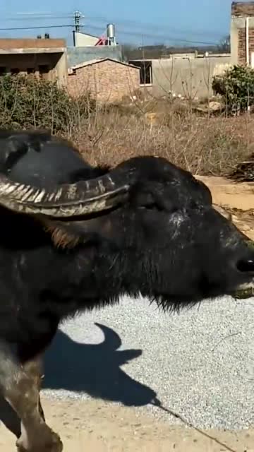 一身傲气的牛王,连走路都那么嚣张,网友被宰就怂了