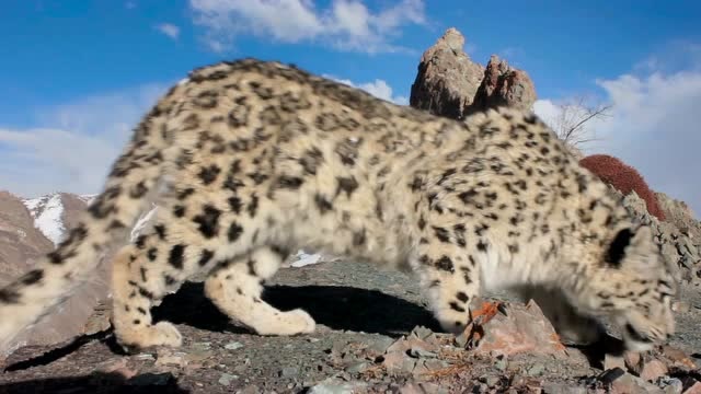 地球脉动:雌雪豹离开了,这是一只幼崽!它将独自冒险