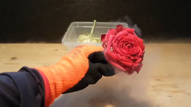 把玫瑰花泡在液氮中,玫瑰花会是什么下场?一起见识下!