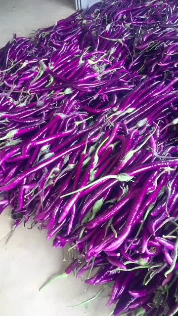 农村人的新产品,"茄椒"你有没有吃过?