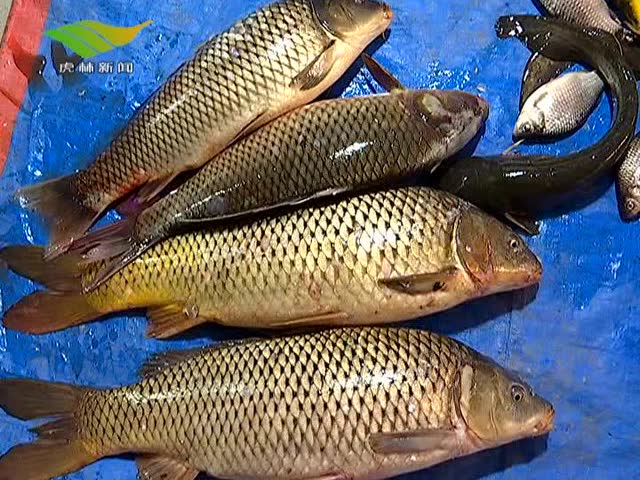 乌苏里江开江鱼