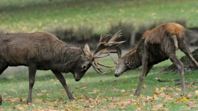 俩红鹿激烈打架,结果悲剧了俩角缠在一起无法分开!
