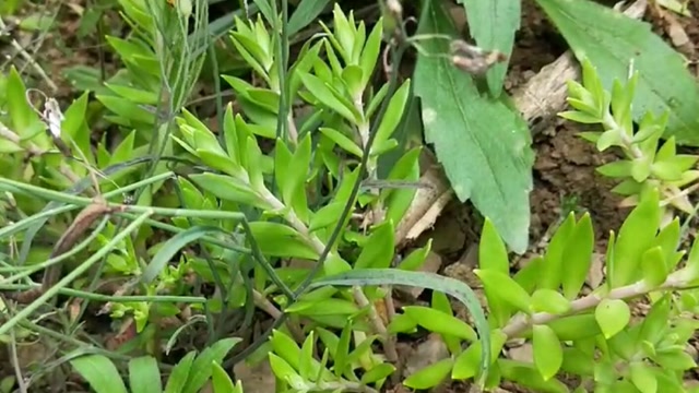 狗棒棒野菜图片