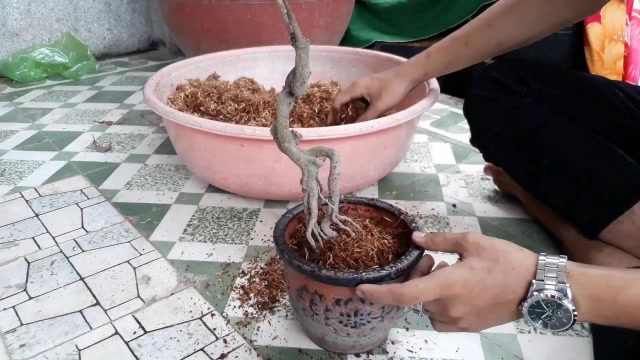 山上挖了一棵树桩回来,精品盆景素材,这样简单的上盆,能活吗?