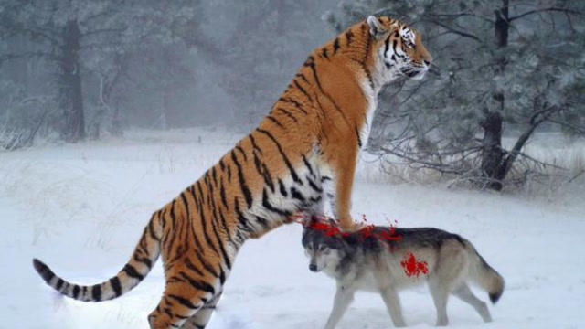 老虎一旦灭绝,后果究竟会有多严重?新疆惨重的教训至今难忘