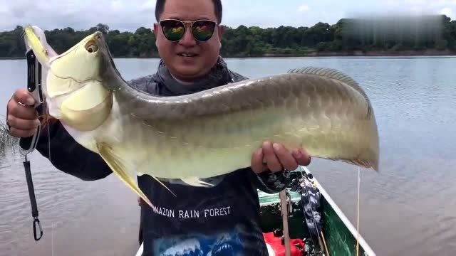 米级的野生龙鱼,这条银龙鱼真大,这要是放鱼缸里!一定霸气