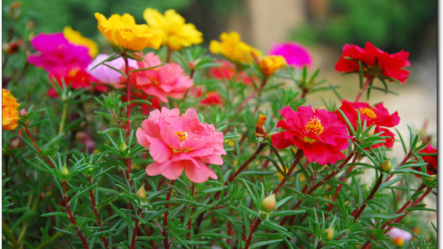 漂亮的马齿菜花还可以治病?难怪居家必备!你认识吗?