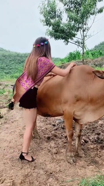 女人骑牛的背影图片图片