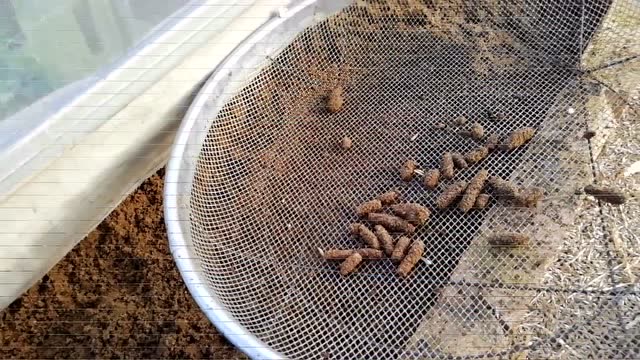 刚刚放进去的沙今天会不会有蚂蚱卵,你们见过蚂蚱卵长什么样吗?